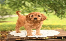 Cavapoo dogs for sale: Bella - Image 1