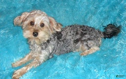 Yorkiepoo dogs for sale: Pepper - Image 20