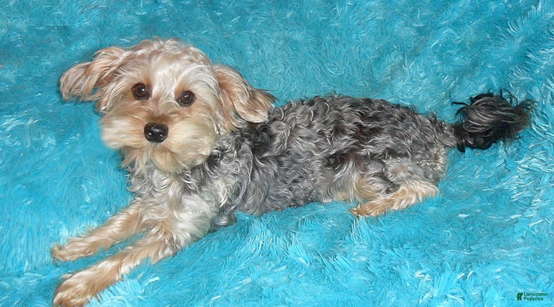 Yorkiepoo dogs for sale: Pepper - Image 20