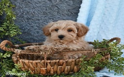 Havapoo dogs for sale: Belle - Image 4