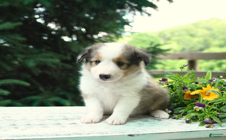 Shetland Sheepdog dogs for sale - Ad 5