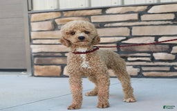Yorkiepoo dogs for sale: Max - Image 22