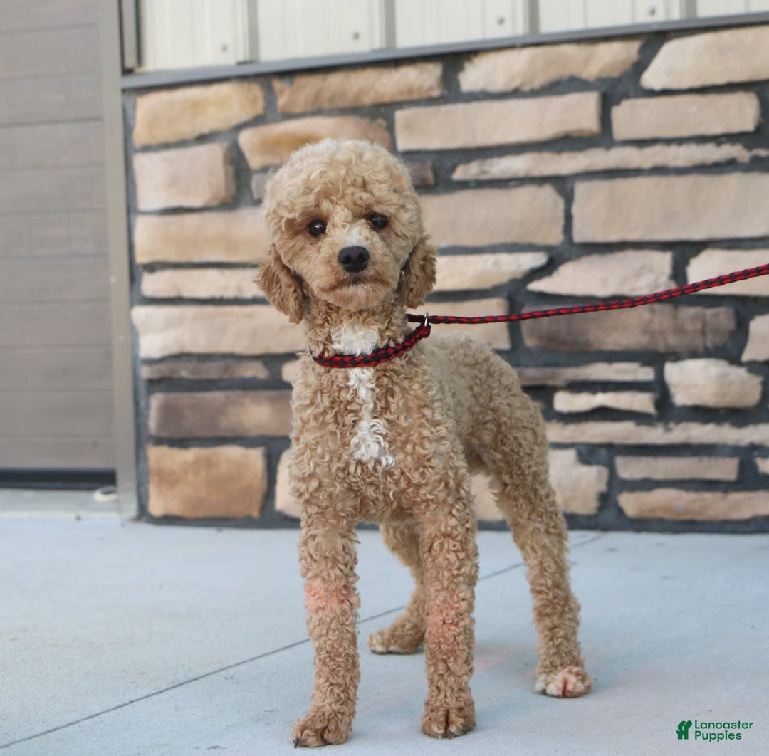 Yorkiepoo dogs for sale: Max - Image 22