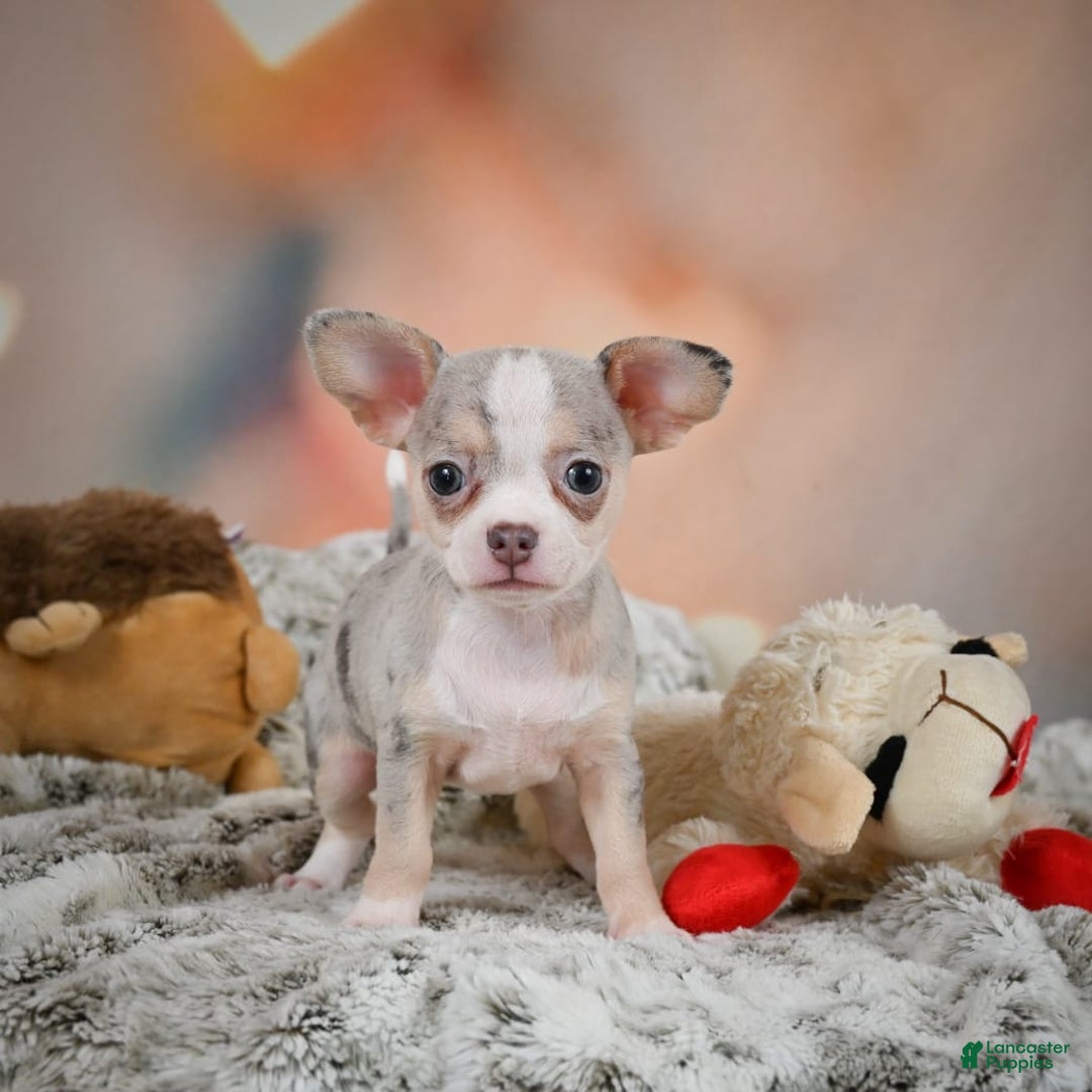 Chihuahua dogs for sale: Una - Image 4
