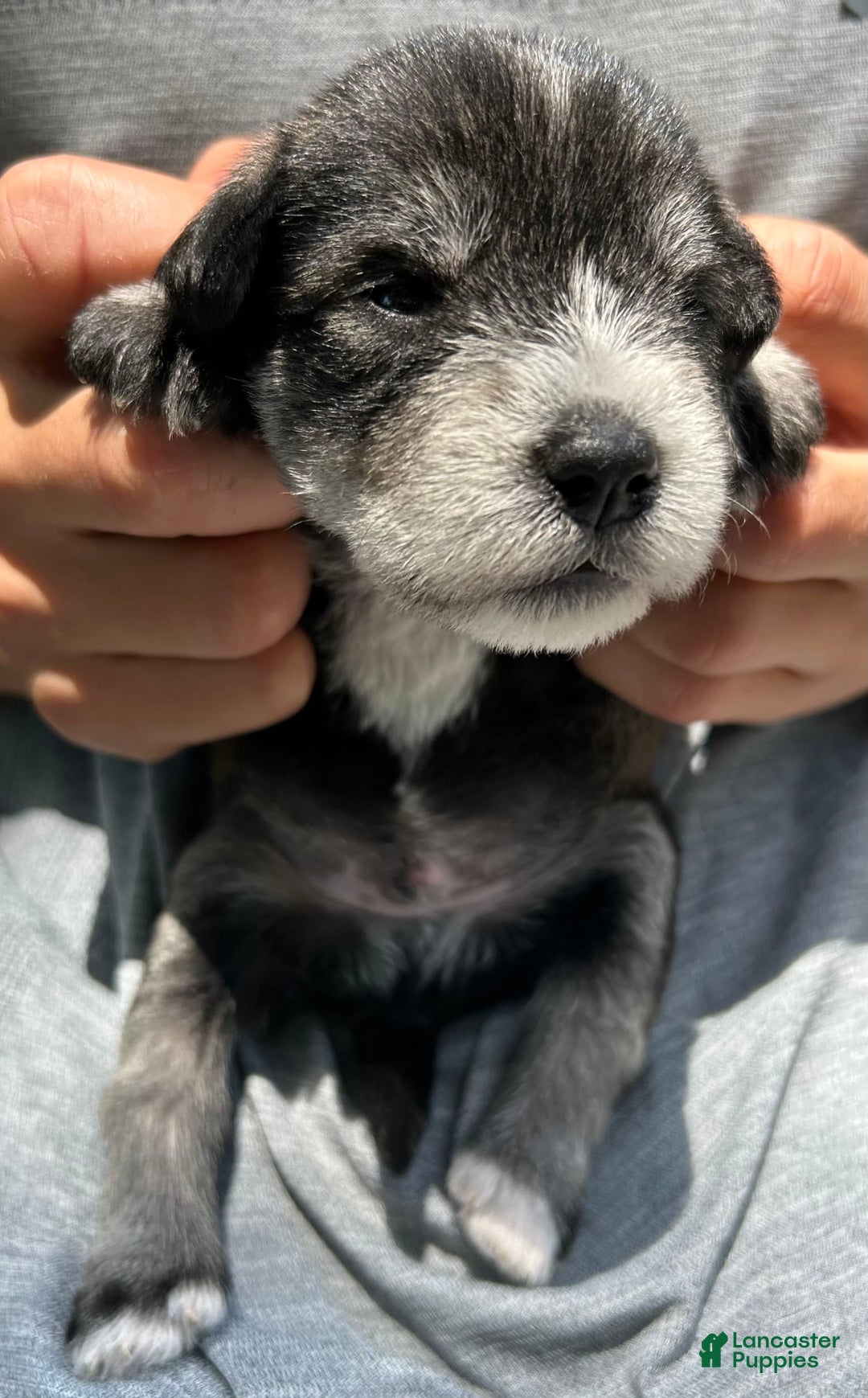 Miniature Schnauzer dogs for sale: Bernie - Image 11