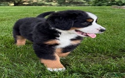 Bernese Mountain Dog dogs for sale: Ivy - Image 16