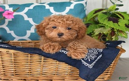 Miniature Poodle dogs for sale: Miniature Poodle 7 puppies - Image 12