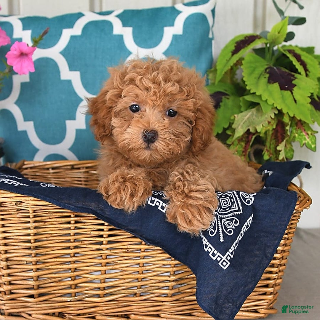 Miniature Poodle dogs for sale: Miniature Poodle 7 puppies - Image 12