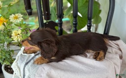 Miniature Dachshund dogs for sale: Miniature Dachshund 7 puppies - Image 27