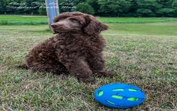 Standard Poodle dogs for sale: Flash Cafe Au Lait - Image 4