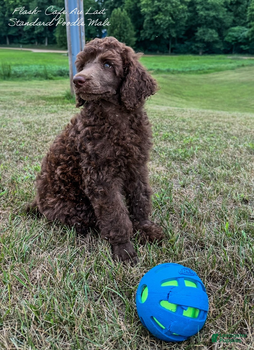 Standard Poodle dogs for sale: Flash Cafe Au Lait - Image 4