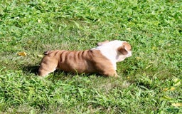 English Bulldog dogs for sale: Winston - Image 6