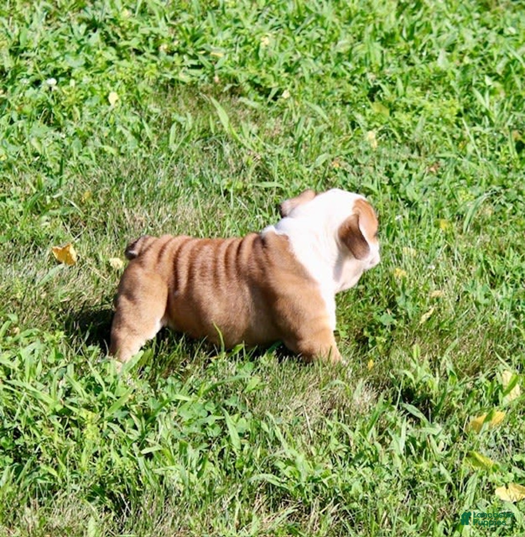 English Bulldog dogs for sale: Winston - Image 6