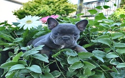 French Bulldog dogs for sale: Hudson - Image 3
