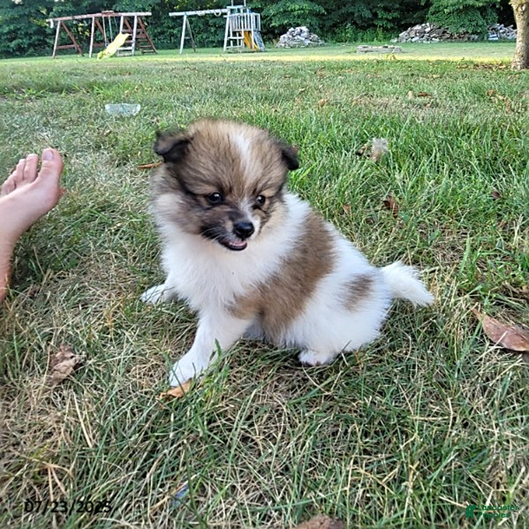 Pomeranian dogs for sale: Mackey - Image 2