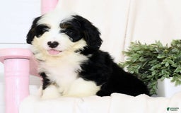 Mini Bernedoodle dogs for sale: Elsa - Image 6