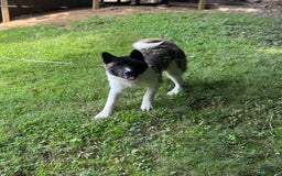 Akita dogs for sale: Jasper - Image 7