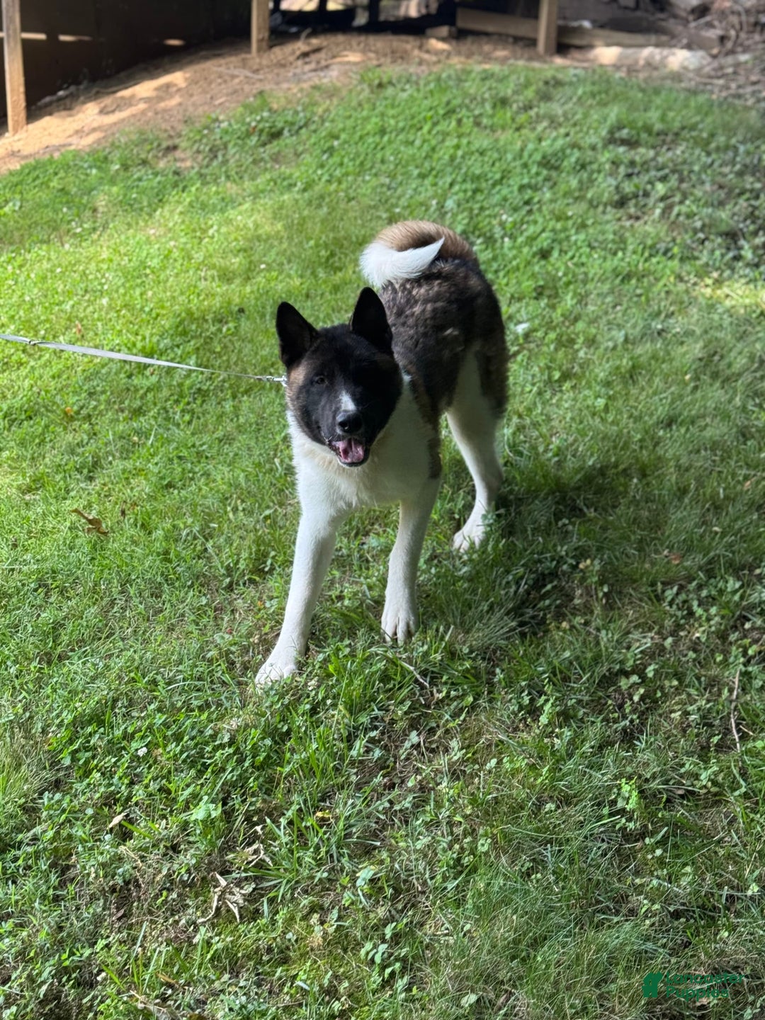 Akita dogs for sale: Jasper - Image 7
