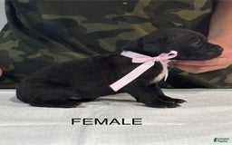 Cane Corso dogs for sale: Cane Corso - Image 4