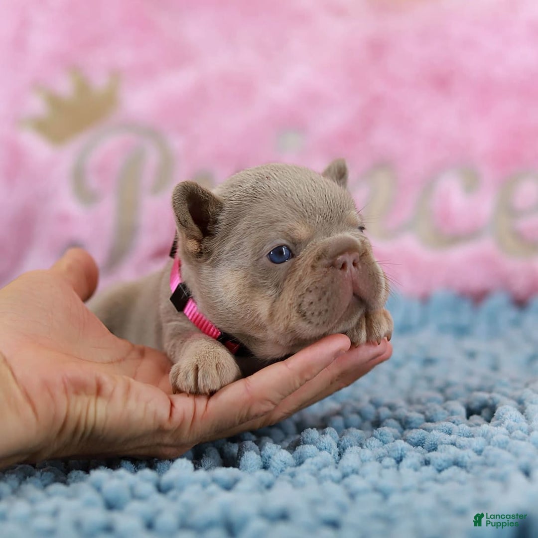 French Bulldog dogs for sale: Denise - Image 11