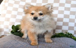 Pomeranian dogs for sale: Diggy - Image 1