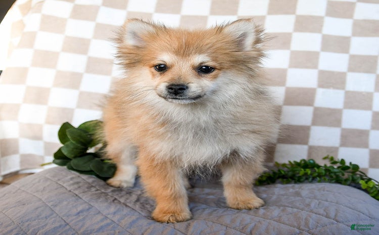 Pomeranian dogs for sale - Ad 5