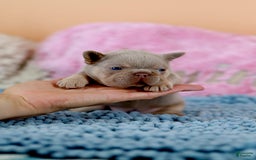 French Bulldog dogs for sale: Denise - Image 13