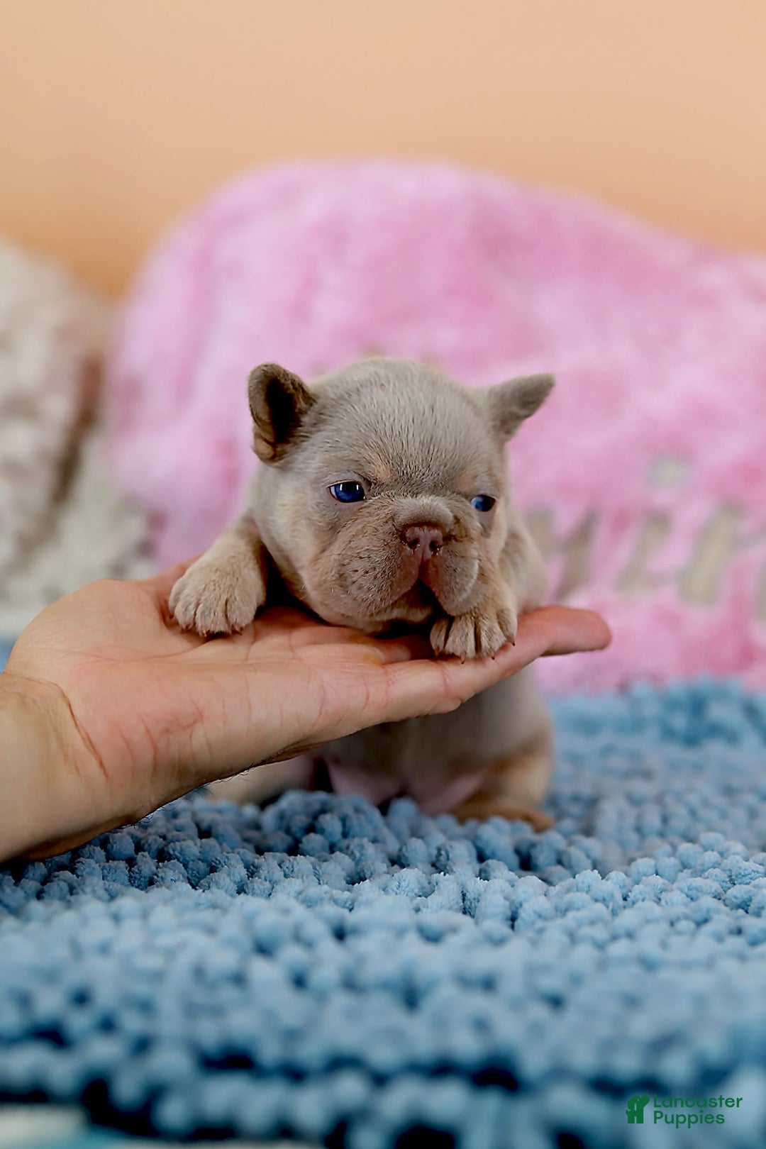 French Bulldog dogs for sale: Denise - Image 13