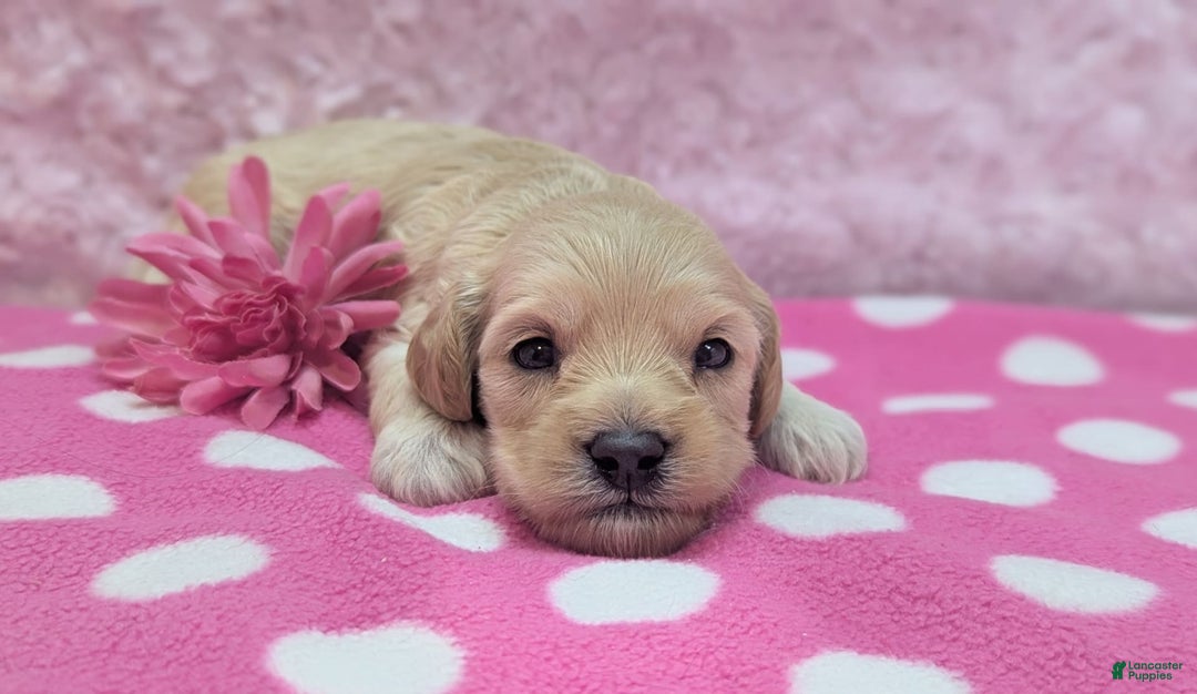Cockapoo dogs for sale: Magnus - Image 18