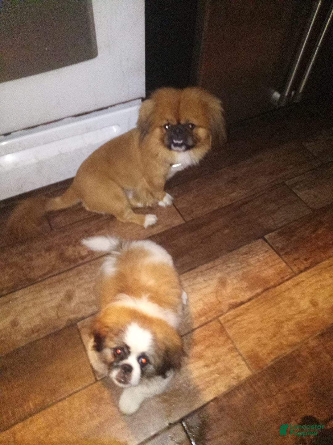 Pekingese dogs for sale: Charlie - Image 4