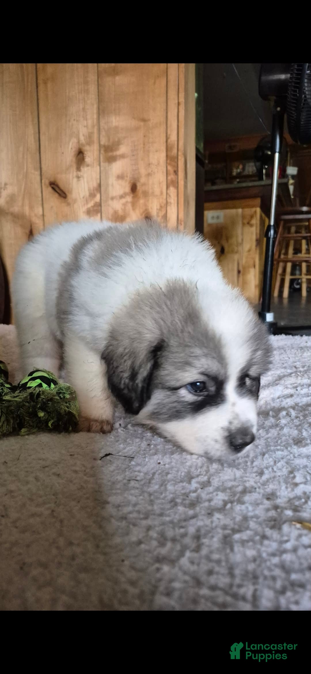 Great Pyrenees dogs for sale: Green - Image 8