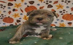 American Bully dogs for sale: National Champion Jack - Image 19