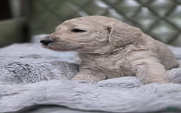 Standard Poodle dogs for sale: Biscuit - Image 1