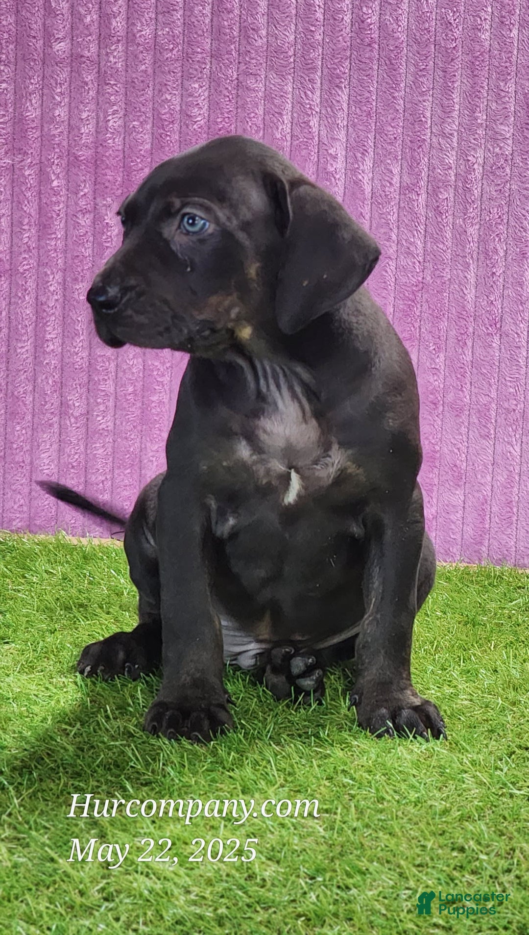 Catahoula Leopard Dog dogs for sale: Gabby 2025 F1 - Image 5