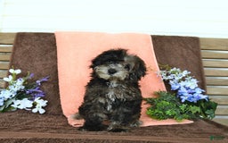 Miniature Poodle dogs for sale: Oakley - Image 6