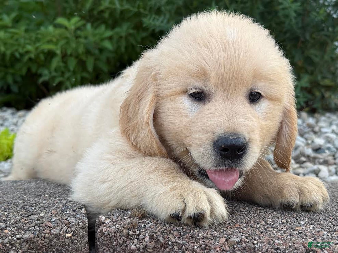 Golden Retriever dogs for sale: Turner - Image 1