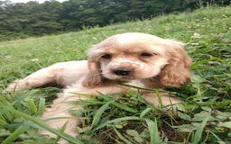 Cocker Spaniel dogs for sale: Tinka - Image 2