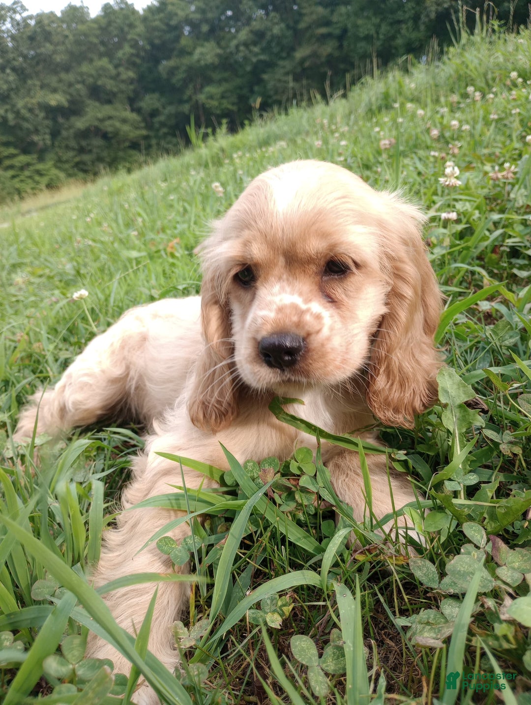 Cocker Spaniel dogs for sale: Tinka - Image 2