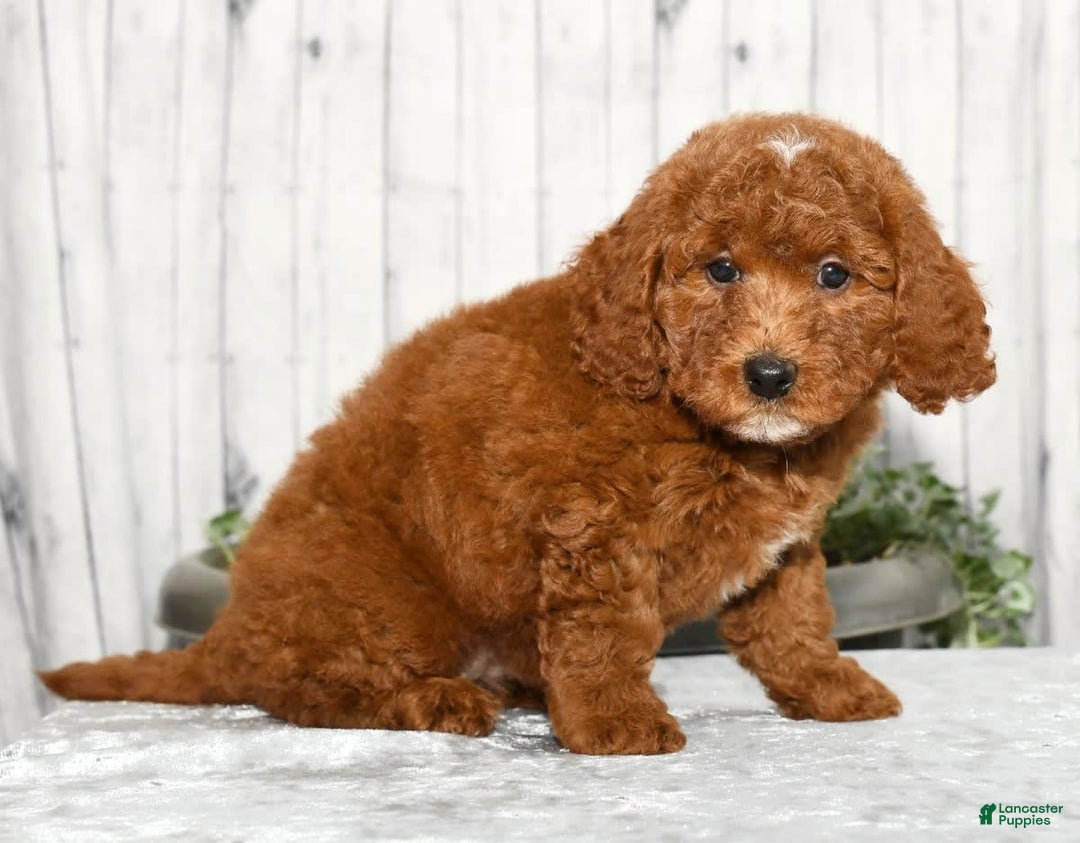 Miniature Poodle dogs for sale: Zuri - Image 1