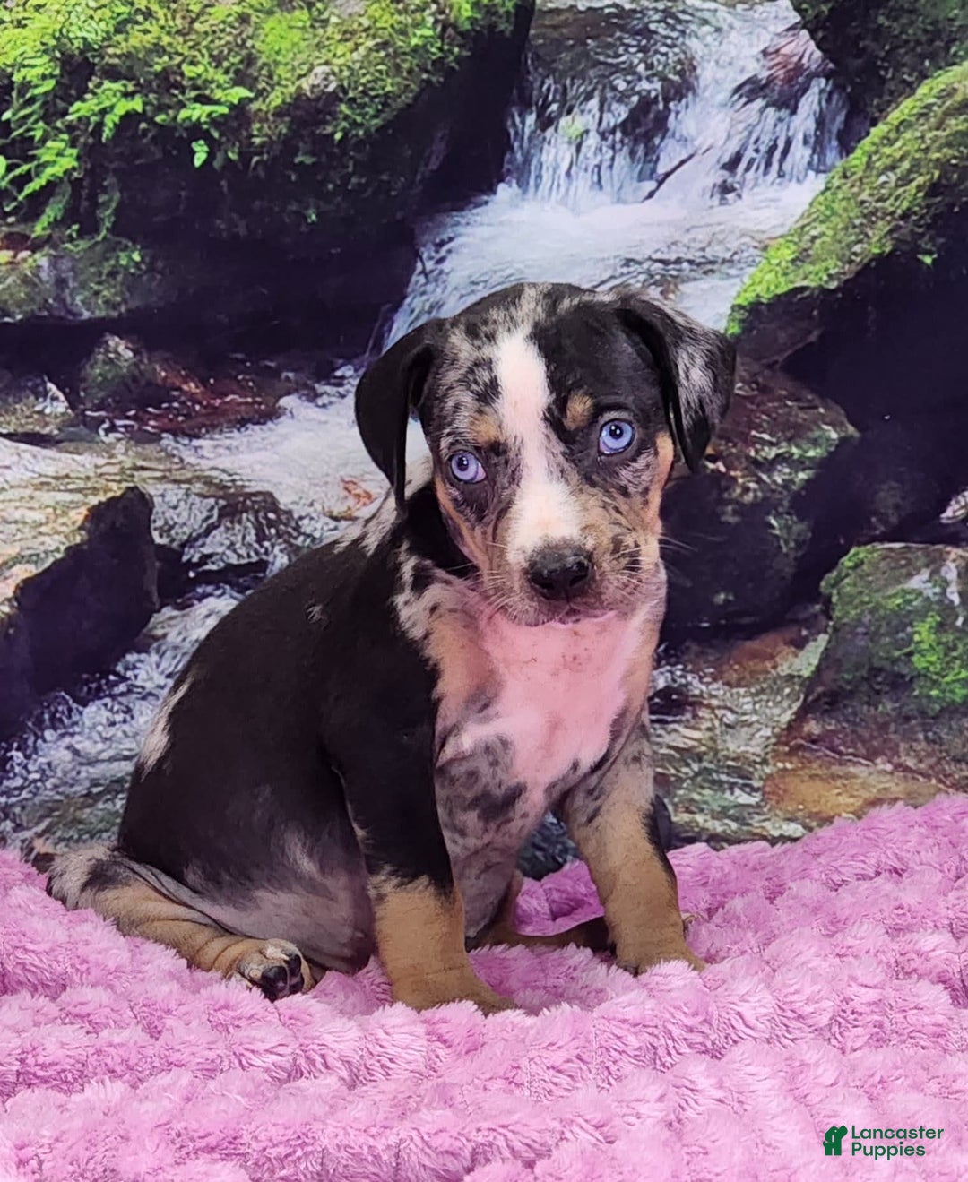 Catahoula Leopard Dog dogs for sale: Luna 2025 Female 3 - Image 12