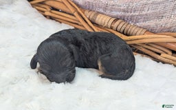 Cockapoo dogs for sale: Nigel - Image 3