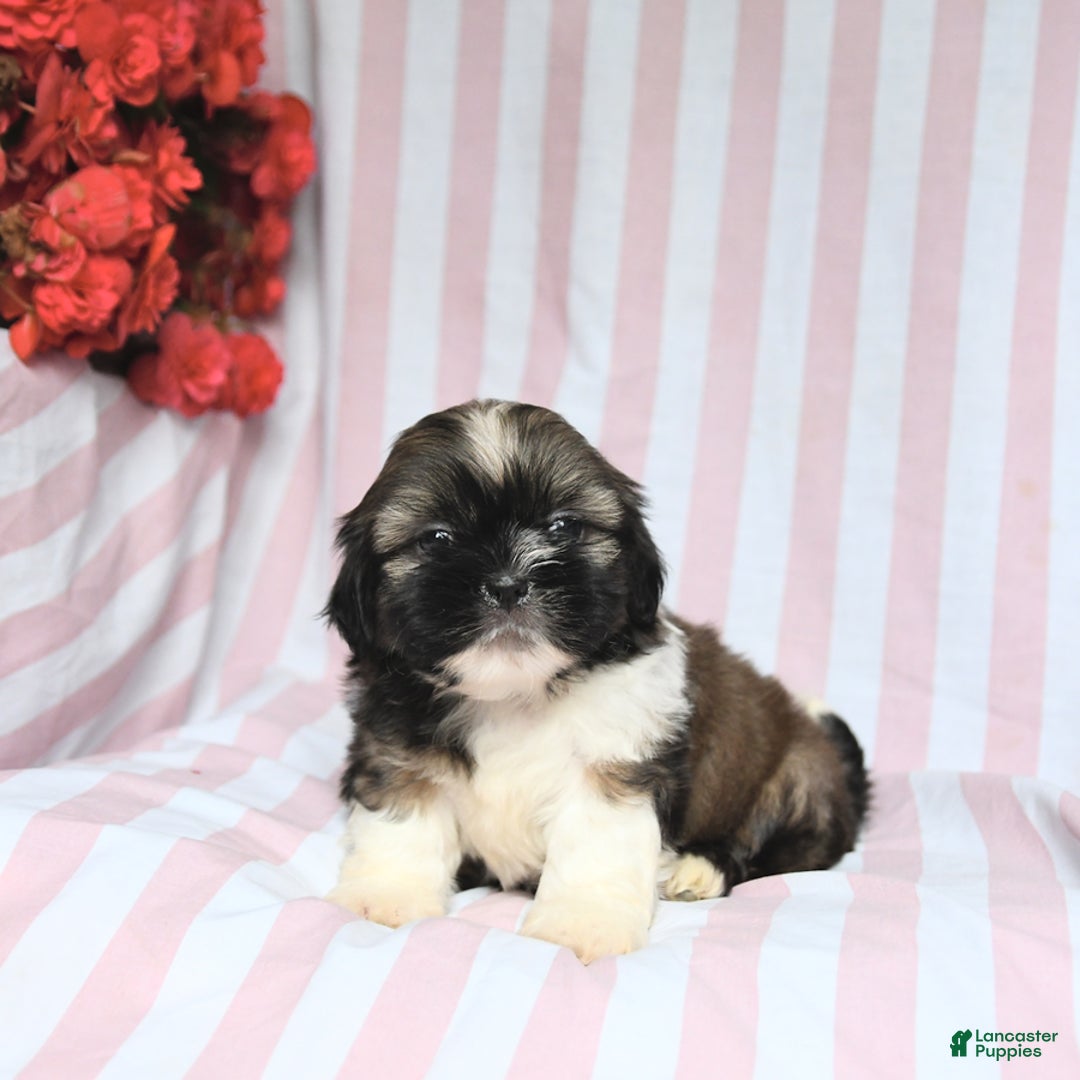 Shih Tzu dogs for sale: Bandit - Image 5