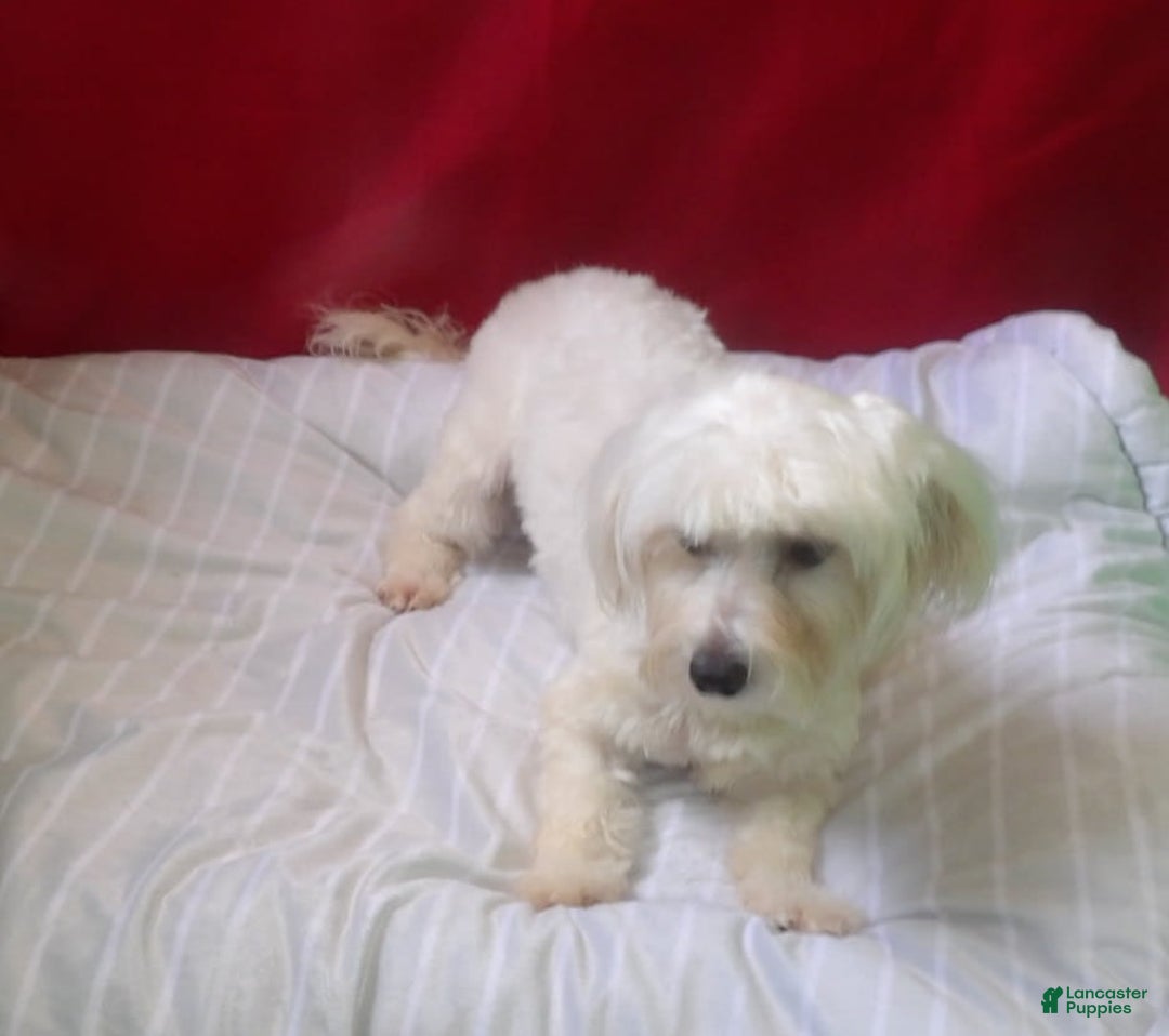 Maltese dogs for sale: Jackie - Image 3