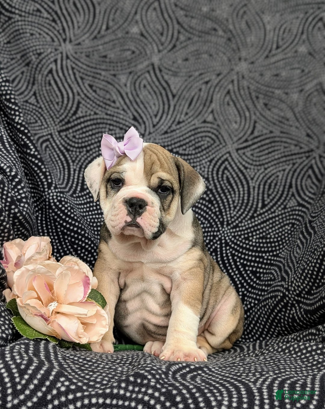 Olde English Bulldogge dogs for sale: Ginger - Image 1