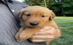Golden Retriever dogs for sale: Jasper - Image 2