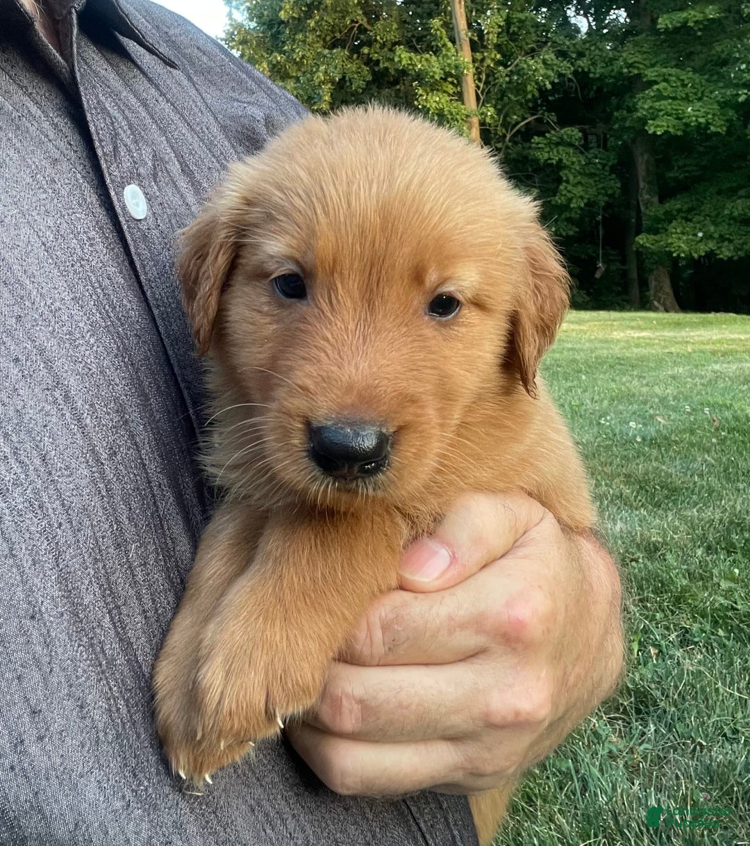 Golden Retriever dogs for sale: Jasper - Image 2