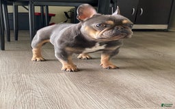 French Bulldog dogs for stud: Baby Yoda - Image 5