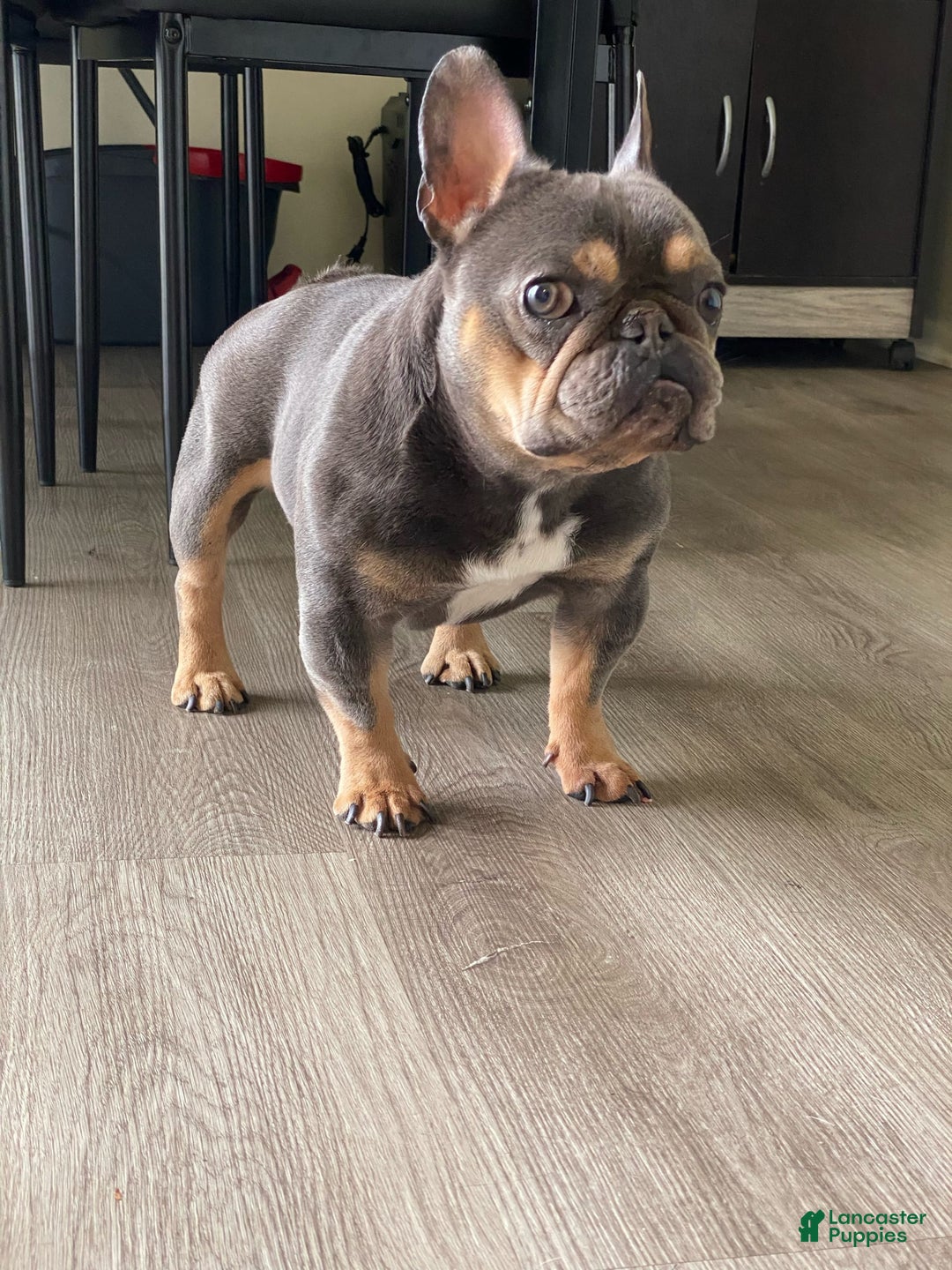 French Bulldog dogs for stud: Baby Yoda - Image 5
