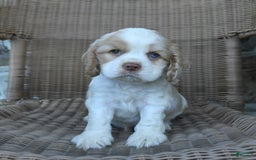 Cocker Spaniel dogs for sale: Rusty - Image 1