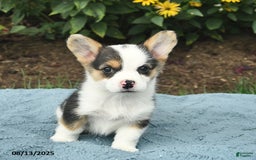 Welsh Corgi Pembroke dogs for sale: Ginger - Image 4